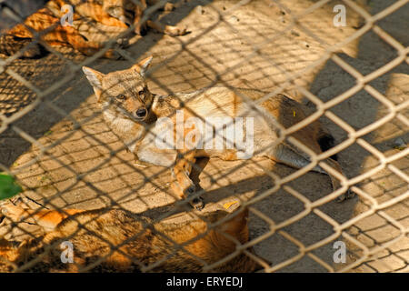 La vie sauvage ; golden chacal Canis aureus ; Sakkarbag ; Junagadh ; Gujarat Inde ; Banque D'Images