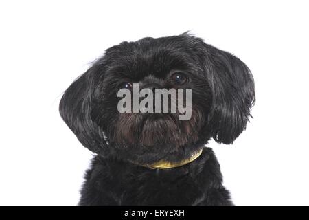 Shih Tzu Portrait Banque D'Images