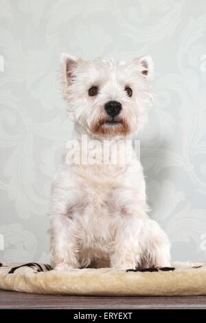 Assis West Highland White Terrier Banque D'Images