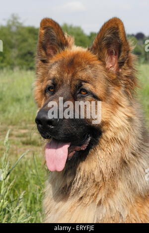 Chien Berger Allemand, homme, portrait, Allemagne Banque D'Images