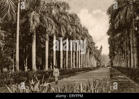 Ancienne image vintage 1900s avenue des palmiers eden jardins ; Calcutta ,Kolkata ; Bengale-Occidental ; Inde Banque D'Images