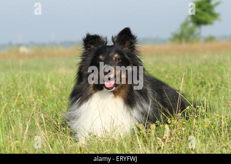 Lying Shetland Sheepdog Banque D'Images