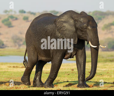 L'éléphant africain (Loxodonta africana), femme avec une peau humide a été traversée de la rivière Chobe, Chobe National Park, Botswana Banque D'Images