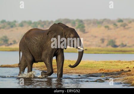 L'éléphant africain (Loxodonta africana), femme avec une peau humide a été traversée de la rivière Chobe, Chobe National Park, Botswana Banque D'Images