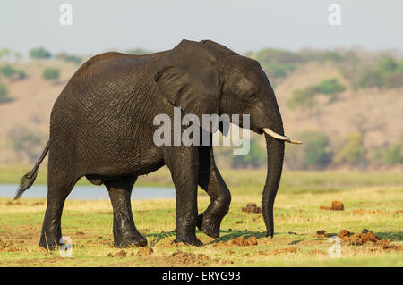 L'éléphant africain (Loxodonta africana), femme avec une peau humide a été traversée de la rivière Chobe, Chobe National Park, Botswana Banque D'Images