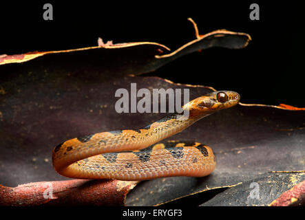Le nord de cat-eyed snake (Leptodeira septentrionalis), légèrement venimeux, forêt amazonienne, Parc national Yasuni, en Equateur Banque D'Images