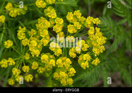 L'euphorbe cyprès (Euphorbia cyparissias) fleurs, Bavière, Allemagne Banque D'Images