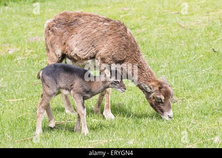 Jeune mouflon (Ovis orientalis) avec la mère, la Mazurie, Pologne Banque D'Images