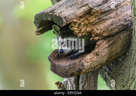 Le raton laveur (Procyon lotor) assis sur tronc d'arbre creux, captive, Saarland, Allemagne Banque D'Images