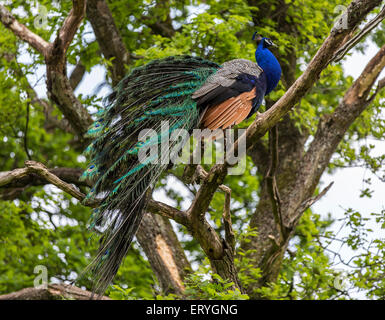 Paons indiens ou des paons bleus (Pavo cristatus), homme assis dans l'arbre, captive, Saarland, Allemagne Banque D'Images