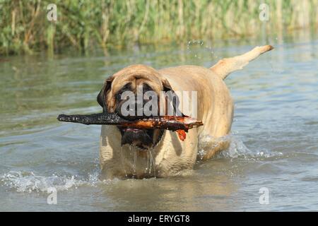 Jouer Old English Mastiff Banque D'Images