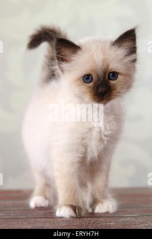 Chaton Birman sacré permanent Banque D'Images