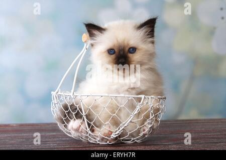 Chaton Sacré de Birmanie dans panier Banque D'Images