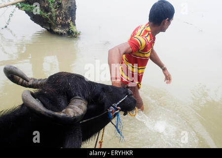 Les crues de la rivière Kosi en l'an 2008 qui a subi le plus souvent sous le seuil de pauvreté les gens dans Purniya ; district de Bihar en Inde ; Banque D'Images