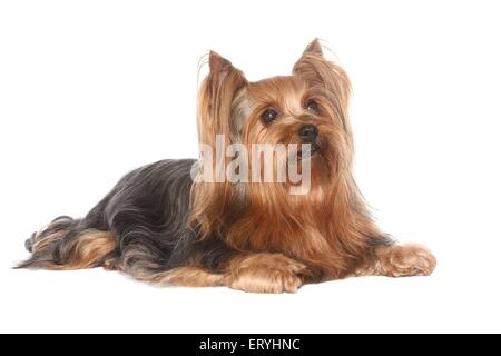 Yorkshire Terrier couché Banque D'Images