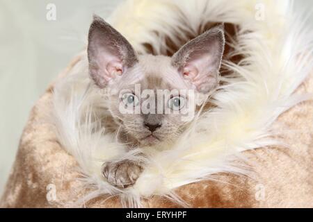 Portrait de chaton Devon Rex Banque D'Images