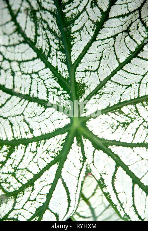 Plante de caladium , plante d'oreille d'éléphant , plante de coeur de Jésus , plante d'ailes d'ange , plantes , Banque D'Images