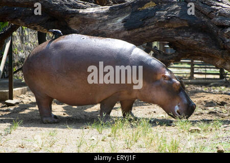 Hippopotame , Hippo , Jijamata Udyan , Byculla Zoo , Bombay , Mumbai , Maharashtra , Inde , Asie Banque D'Images