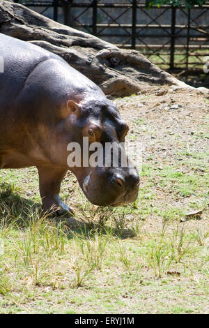 Hippopotamus amphibious grand nageur et peut rester sous l'eau au zoo ; Bombay Mumbai Maharashtra ; Inde ; Banque D'Images