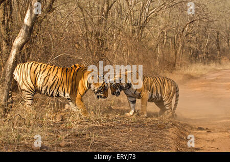 Mâles et femelles tigres Panthera tigris tigris combats ; le parc national de Ranthambore Rajasthan ; Inde ; Banque D'Images