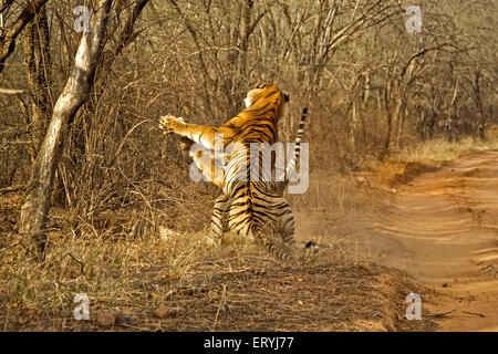 Mâles et femelles tigres Panthera tigris tigris combats ; le parc national de Ranthambore Rajasthan ; Inde ; Banque D'Images