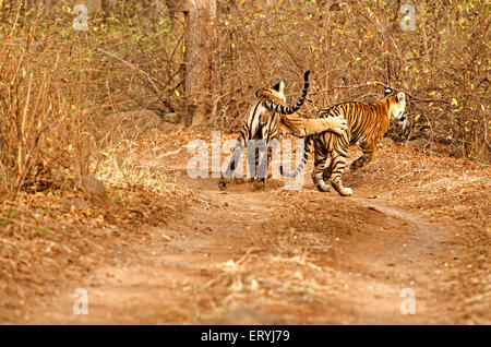 Mâles et femelles tigres Panthera tigris tigris jouant sur piste en forêt ; parc national de Ranthambore Rajasthan ; Inde ; Banque D'Images