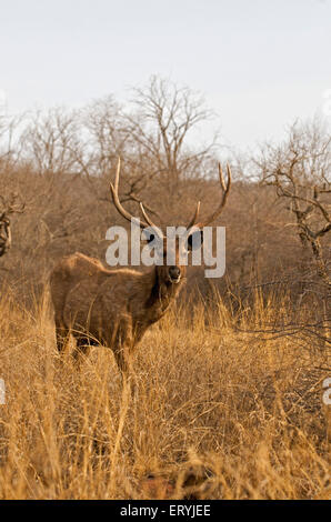 Cerfs sambar mâle cervus unicolor niger ; parc national de Ranthambore Rajasthan ; Inde ; Banque D'Images