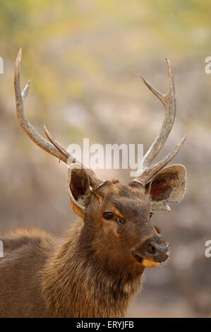 Cerfs sambar mâle cervus unicolor niger ; parc national de Ranthambore Rajasthan ; Inde ; Banque D'Images