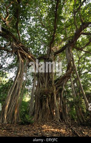 Banyan Fig , Banyan Tree , Banyan Tree , Ficus bengalensis , Parc national de Ranthambore , Sawai Madhopur , Ranthambhore , Rajasthan , Inde , Asie Banque D'Images