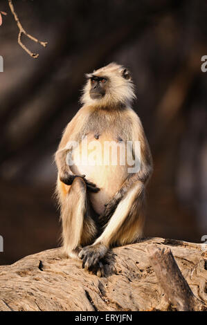 Gray langur , Hanuman langur , Common Langur , presbytis entellus , Parc National de Ranthambore , Sawai Madhopur , Ranthambhore , Rajasthan , Inde Banque D'Images