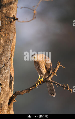 Shikra accipiter badius assis sur le parc national de Ranthambore branche ; ; ; Inde Rajasthan Banque D'Images