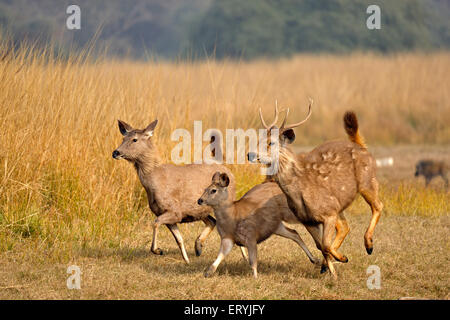 Femelles Sambar, cervus unicolor niger, tournant , le parc national de Ranthambore , Rajasthan , Inde Banque D'Images