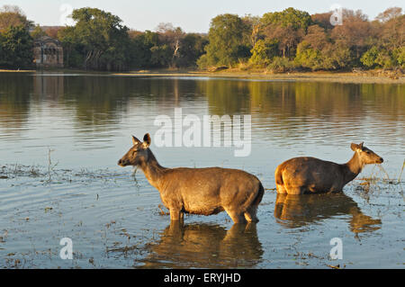 Cerfs Sambar cervus unicolor niger le pâturage dans le lac ; le parc national de Ranthambore Rajasthan ; Inde ; Banque D'Images