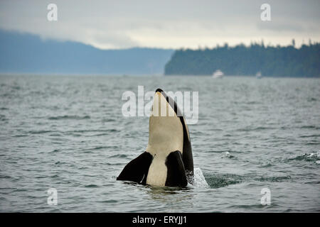 Orque , Orca , baleine à dents , Orcinus orca , Puget Sound , Mer Salish , Washington , États-Unis , États-Unis , Banque D'Images