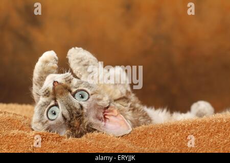 Le Devon Rex Banque D'Images