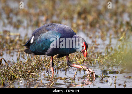 Talève sultane Porphyrio porphyrio talève sultane purple gallinule poule d'eau foulque violet Keola Deo Ghana national park à Bharatpur Banque D'Images