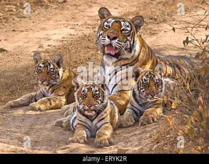 Tigresse Panthera tigris tigris avec oursons ; parc national de Ranthambore Rajasthan ; Inde ; Banque D'Images