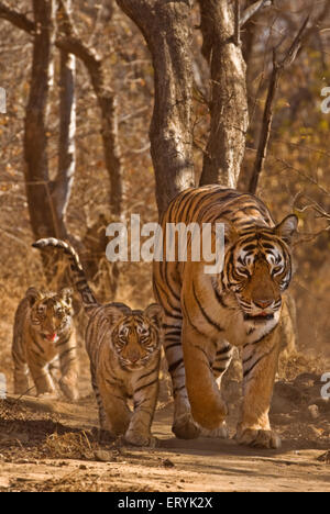 Tigresse Panthera tigris tigris avec oursons ; parc national de Ranthambore Rajasthan ; Inde ; Banque D'Images