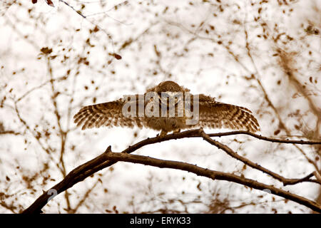 Spotted owlet athene brama ; regarder le parc national de Ranthambore ; Rajasthan Inde ; Banque D'Images