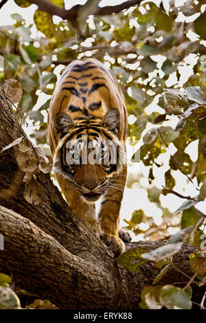 Tigre sur le dessus de l'arbre ; Parc national de Ranthambore ; Rajasthan ; Inde ; Asie Banque D'Images
