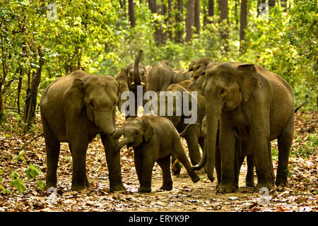 Troupeau d'éléphants Elephas maximus agressif en piste en forêt ; parc national de Corbett ; Inde ; Uttarakhand Uttaranchal Banque D'Images