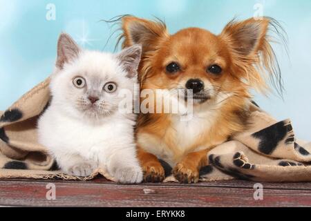 Chaton British Shorthair et Chihuahua Banque D'Images