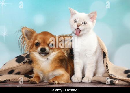 Chaton British Shorthair et Chihuahua Banque D'Images