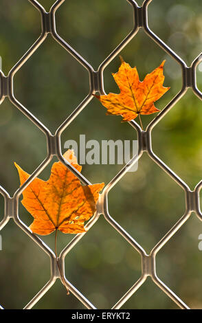 Feuilles d'érable séchées à l'automne et emprisonnées dans la fenêtre gril Banque D'Images