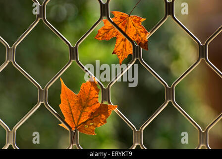 Feuilles d'érable séchées à l'automne et emprisonnées dans la fenêtre gril Banque D'Images