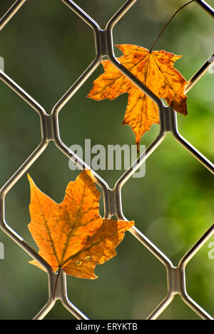 Feuilles d'érable séchées à l'automne et emprisonnées dans la fenêtre gril Banque D'Images