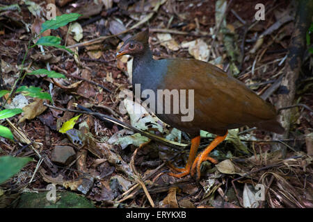 Les putois d'Scrubfowl Orange (Megapodius reinwardt), de la région de Daintree, Queensland, Australie Banque D'Images