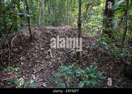 Nest butte du putois d'Scrubfowl Orange (Megapodius reinwardt) dans la région de Daintree, Queensland, Australie Banque D'Images