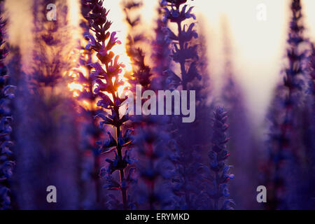 Sage en bois foncé bokeh au coucher du soleil Banque D'Images