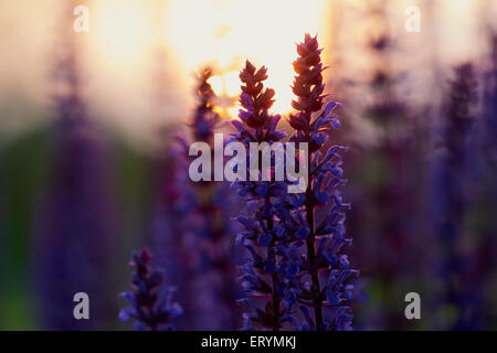 Sage en bois foncé bokeh au coucher du soleil Banque D'Images